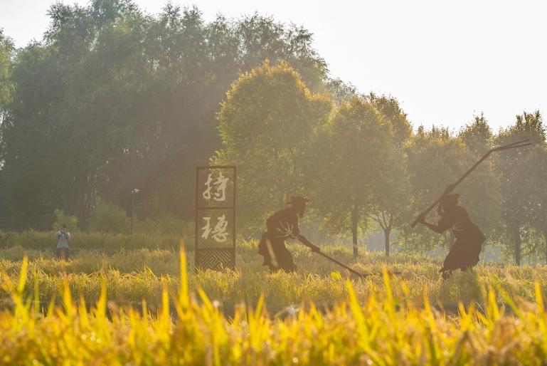 北京公園稻田粒滿(mǎn)待收