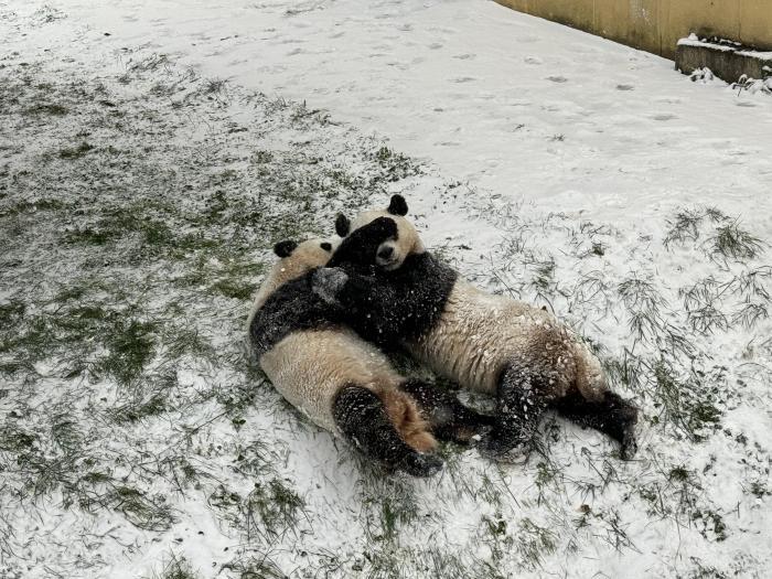 憨態(tài)可掬 西安大熊貓雪中“玩摔跤”