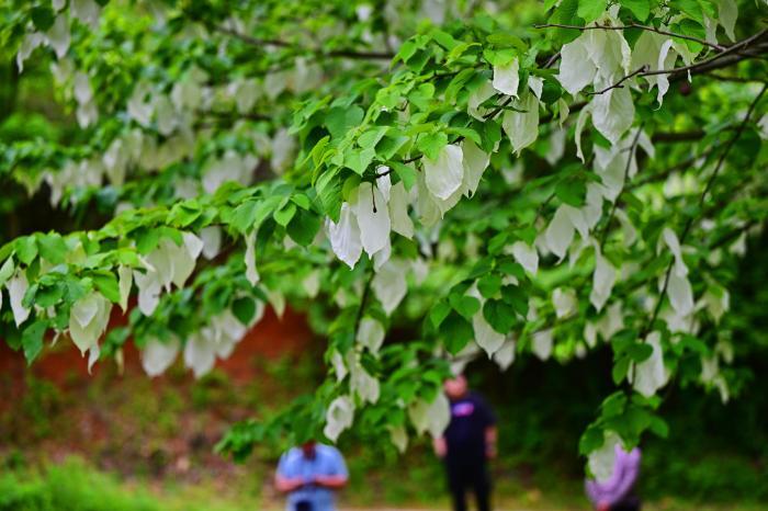 “植物大熊貓”野生珙桐花山村綻放