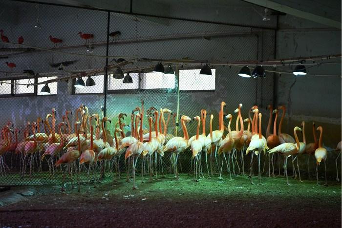 天氣漸冷 石家莊動(dòng)物園動(dòng)物愜意過(guò)冬